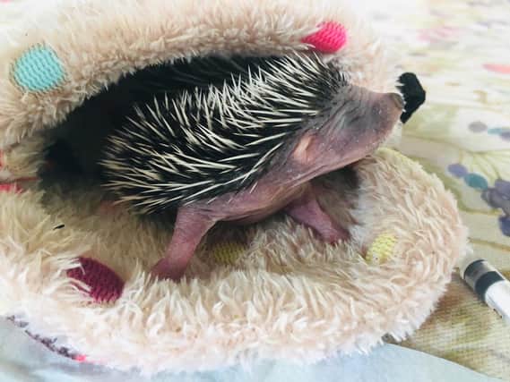 Norman the hedgehog was brought into The Nutkin Ward for treatment when he was a few days old