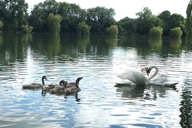 Swan picture photo taken after the the release of a rehabilitated swan back to her mate and cygnets