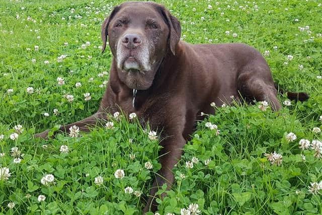 September is Dog Remembrance Month, a special time to celebrate the lives of treasured, now passed-away pets such as Toby shown here. (photo from Barking Mad)