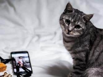 A cat and a mobile phone (photo from BARKS charity)