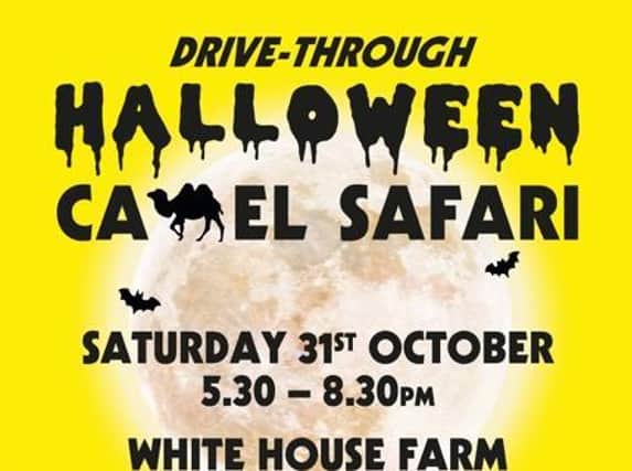 A farm near Shipston is hosting a drive-through Halloween Camel Safari event on Saturday October 31.