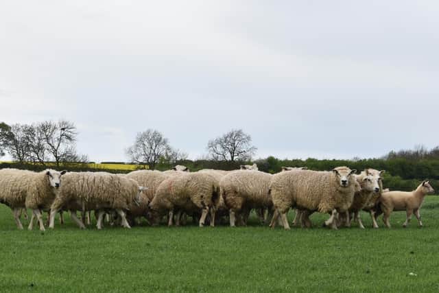 Sheep (file sheep image )