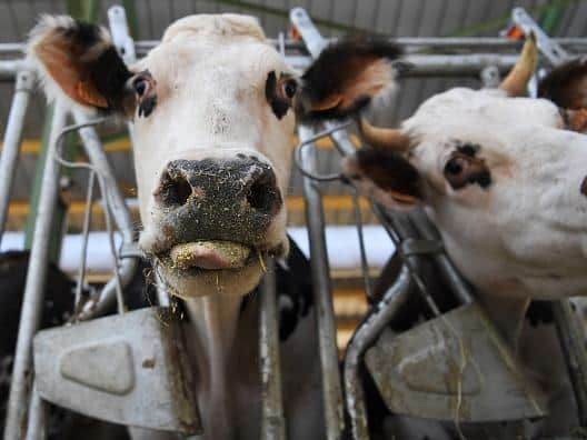 Cows in an intensive farm situation. Picture by Getty