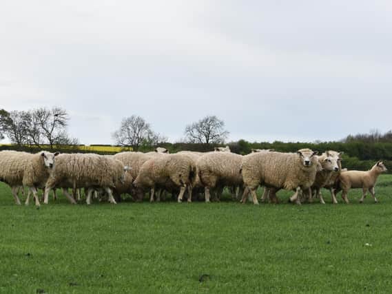 The Warwickshire Rural Crime Team are investigating the killing of two sheep in a suspected dog attack in a popular walking area near village of Ilmington. (file photo)