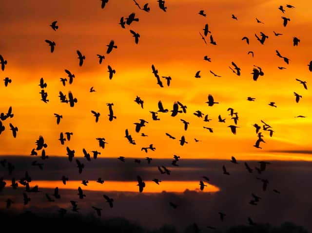 Flocking starlings during the sunset over Kings Sutton from yesterday, Monday November 23 (photo by Kirsty Edmonds)