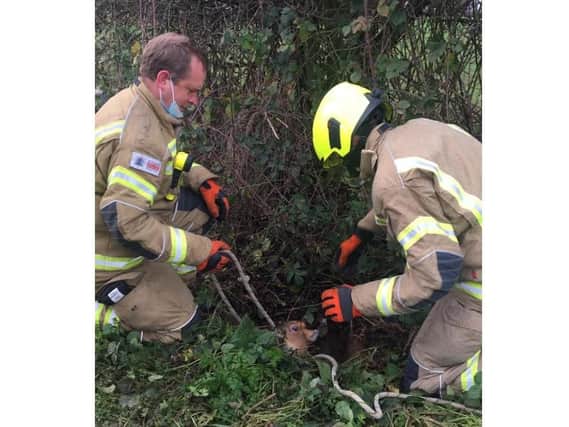Firefighters from the Deddington Fire Station rescue a deer (photo from the Deddington Fire Station Facebook page)