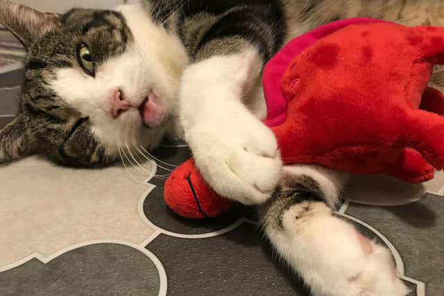 Tributes have been paid to popular Banbury cat, Lolly, who became an international media sensation for liking to 'play dead' in the roads of town