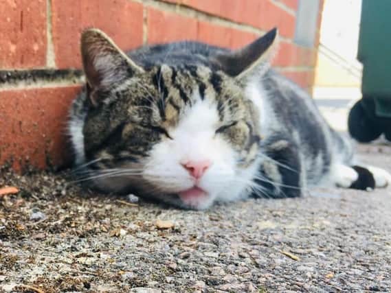 Tributes have been paid to popular Banbury cat, Lolly, who became an international media sensation