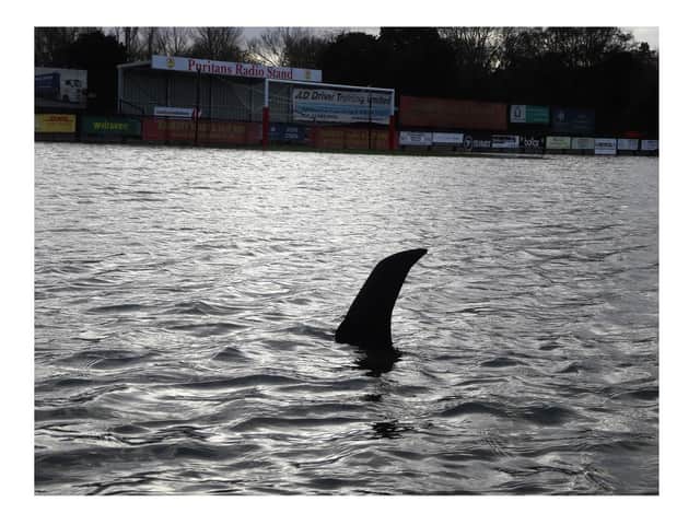A cut-out of a shark is now circling the Banbury United pitch!