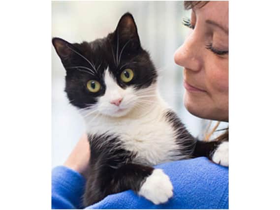 Photo of a cat from Cherwell Cats Protection