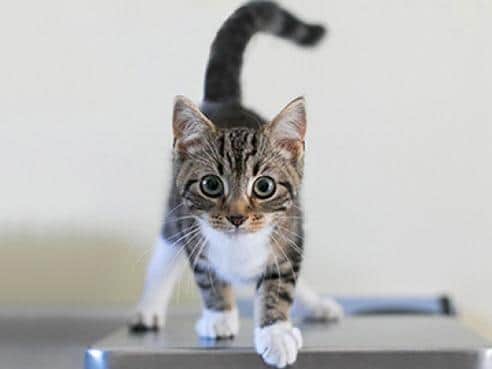Photo of a tabby kitten from Cherwell Cats Protection