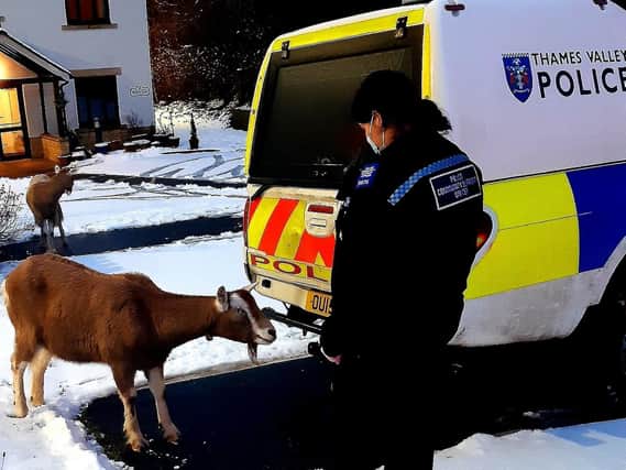 How do you do officer. PCSO Schofield apprehends one of the escaped goats in Chipping Norton