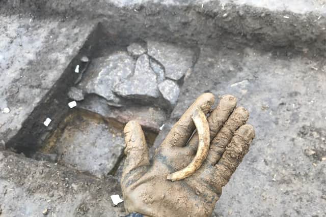 This boar's tusk is one of the old relics found during the trial dig at the site of the Roman villa on the Broughton Castle estate