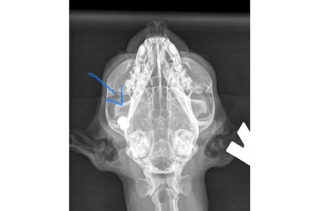 An x-ray of Molly the cat, showing the air pellet lodged under her skin.