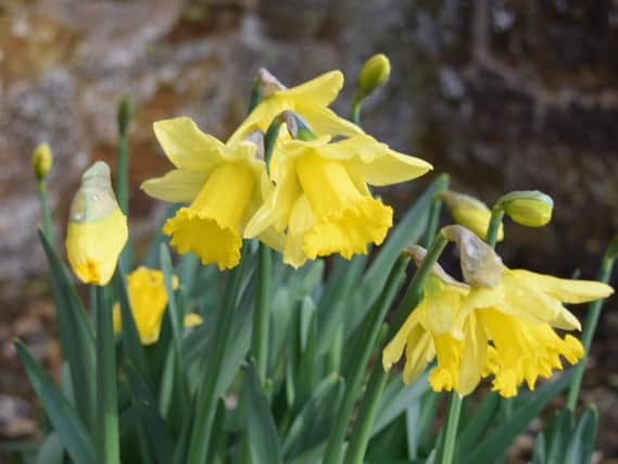 Daffodils are proving an attraction for walkers in the churchyard at Middleton Cheney. Picture by Rev David Thompson