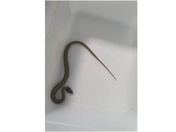 Rachel Dunbar found this snake in her Banbury home this afternoon, Tuesday February 16.