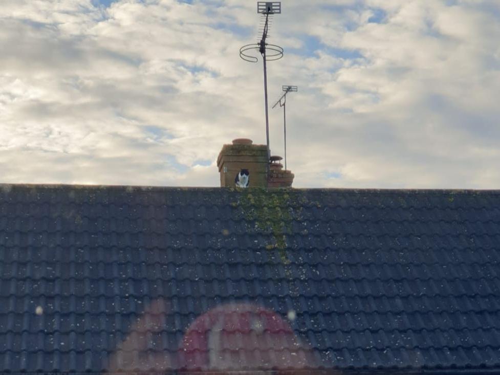 Local builder helps rescue cat stranded on rooftop in Banbury for three days - Vimarsana News