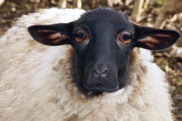 A Sheep (stock image)