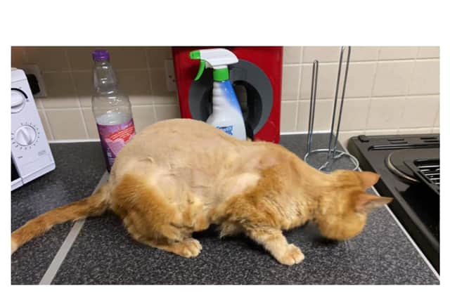 A photo of Monty the cat after he returned to his Kineton home after he was missing for 24-48 hours (photo from Harry Hudson)