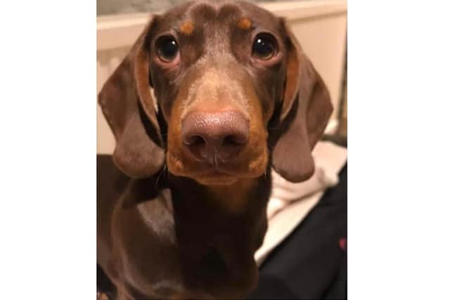 Photo of Milo the puppy stolen from his owner's vehicle in the High Street of Chipping Norton today, Wednesday March 3. (photo from the DogLost website)