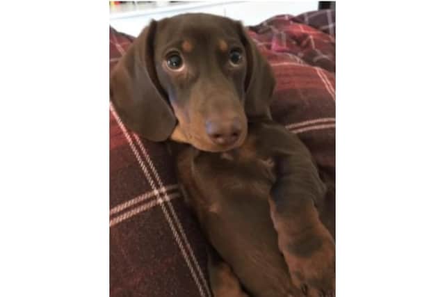 TVP officers are investigating the theft of Milo the puppy from the High Street of Chipping Norton