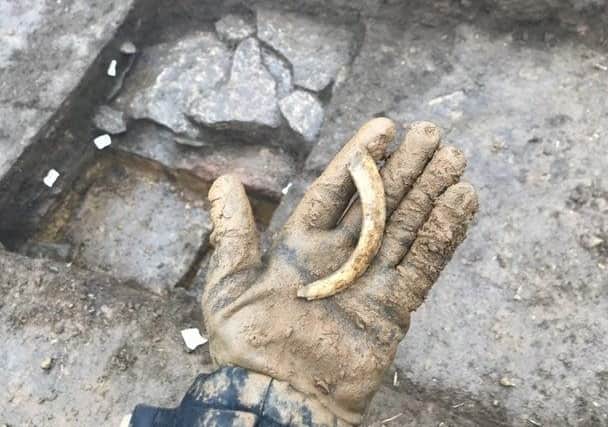 A boar's tusk - discarded after a meal at the Roman Villa near Broughton and discovered centuries later in 2019