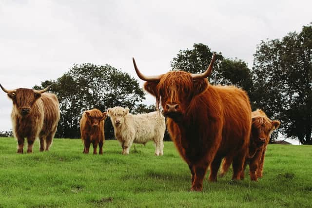 Highland Cattle found on the Fat Pheasant Shepherd Huts farm property in Shotteswell near Banbury