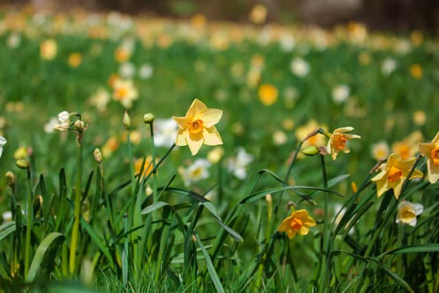 Glebe Farm is hosting a 'Pick Your Own Daffodils' event this spring in Brailes near Banbury (photo by Amelia de Jong, withACEsnaps Photography)