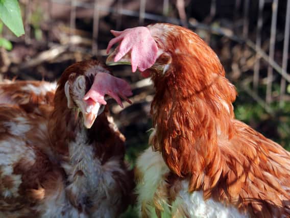 Rescued hens regain their feathers, health and vitality once moved to natural conditions