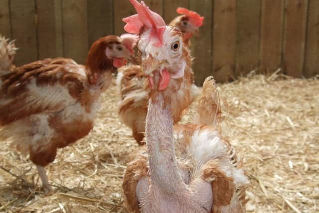 Caged hens may have few feathers but will regain these in more natural conditions