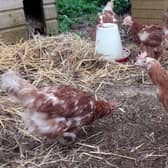 Hens, released from colony cages after 18 months commercial laying, get used to their new surroundings near Banbury