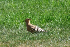 A hoopoe bird made itself at home far from its native habitat in Twyford.