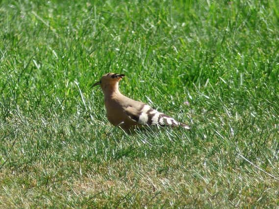 A hoopoe bird made itself at home far from its native habitat in Twyford.