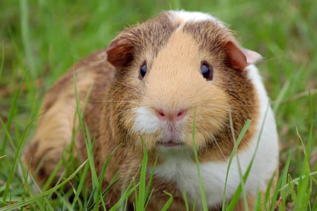 A guinea pig in grass (photo from BARKS)