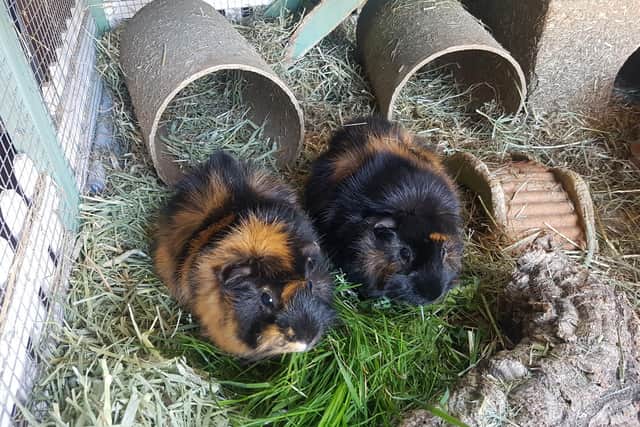 Guinea pigs Harry and Charlie (photo from the BARKS charity)