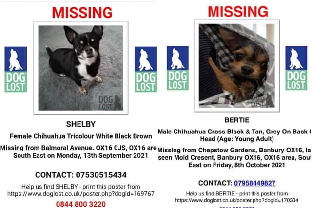 The families are desperate for return of two chihuahua dogs - Shelby and Bertie-  who have both been reported missing from a Banbury neighbourhood.