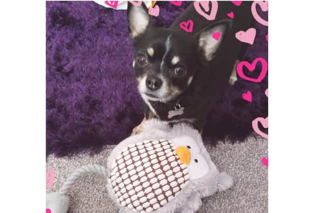 Banbury woman, Tina Vine, left heartbroken after beloved dog, Shelby, a 6-year-old chihuahua remains missing after more than four weeks