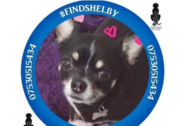 Banbury woman, Tina Vine, has changed her profile picture on Facebook to a #FindShelby image, a 6-year-old chihuahua  who remains missing after more than four weeks