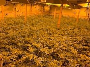 Police are removing substantial amounts of cannabis from factories discovered in the region