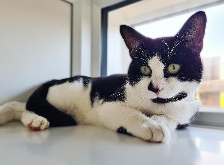 Rspca feral best sale cats