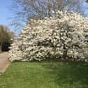 White cherry tree in Bloxham Road, Banbury