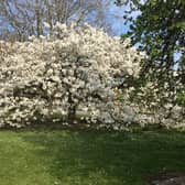 White cherry tree in Bloxham Road, Banbury