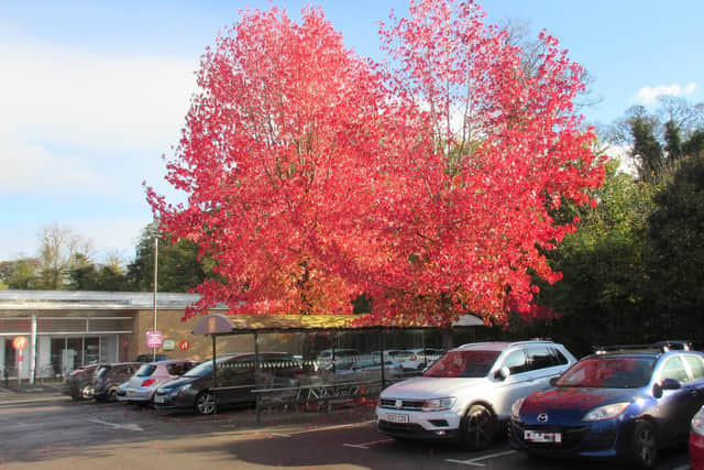 The trees in the Sainsbury’s car park near the Horton Hospital in Banbury, which are called Liquidambar or Sweet Gum (photo credit to Carmen Guard)