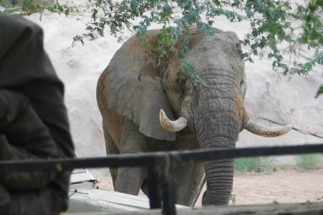 Namibian elephants can cause catastrophic damage to farmers' water supplies