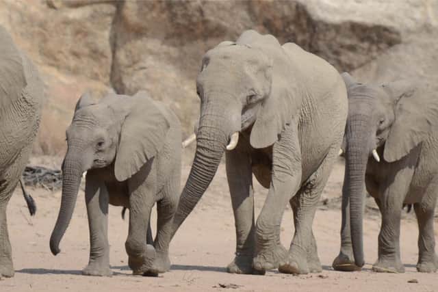 Desert elephants can smell water from miles away and will walk long distances to reach it