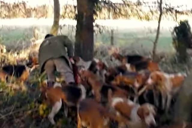 Hunt saboteurs film Warwickshire Hunt after hounds kill a fox