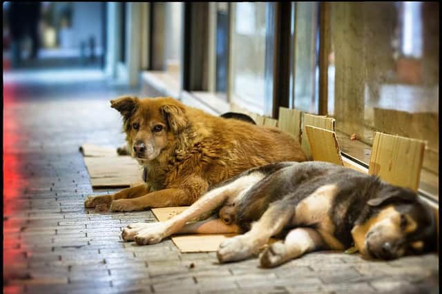 Some stray dogs imported from overseas have proved not to be suitable for domestic family situations, the council says. Picture by Getty