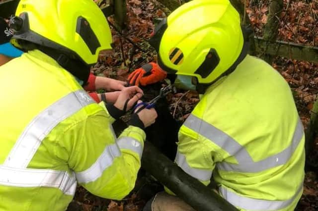 Firefighters from Oxford work to free Meko the dog from a barbed wire tangle