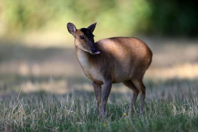A muntjac deer - a small deer, a native of China, that cannot run fast - like the one killed by hounds near Shipston on Tuesday. Picture by Getty