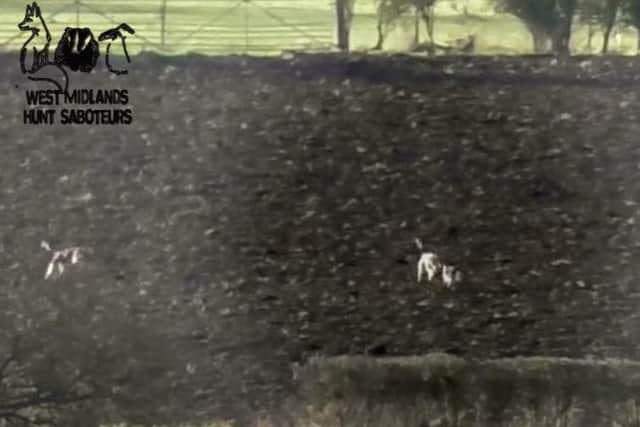 The first hound leaps onto the deer which is trying to escape